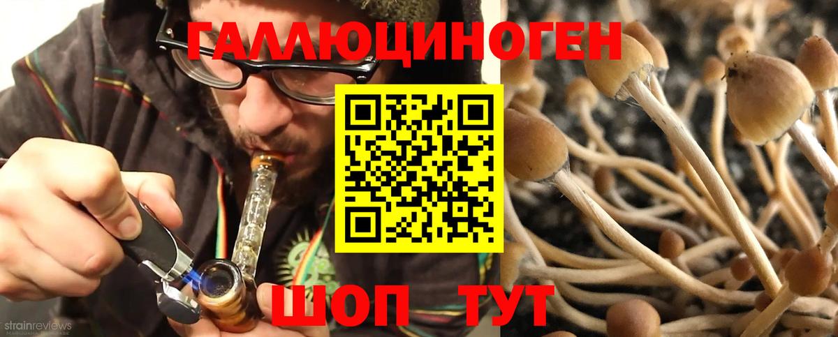 Псилоцибиновые грибы Psilocybine cubensis Мытищи